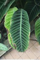 leaf tropical 0001
